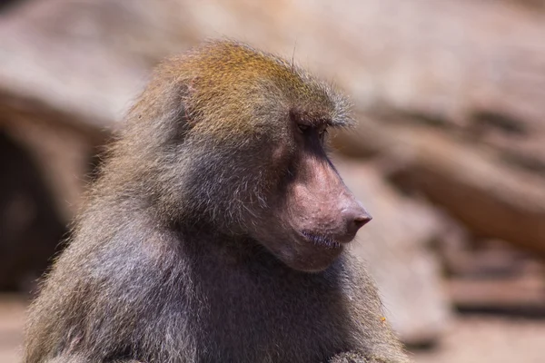 Visage d'un babouin adulte — Stockfoto