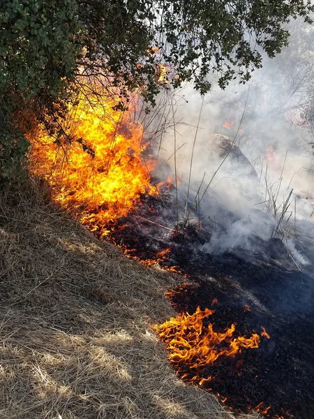 Flames of Fire in a summer field — Stock Photo, Image