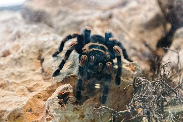 Ανόδου αράχνη ταραντούλα πάνω σε βράχο — Φωτογραφία Αρχείου
