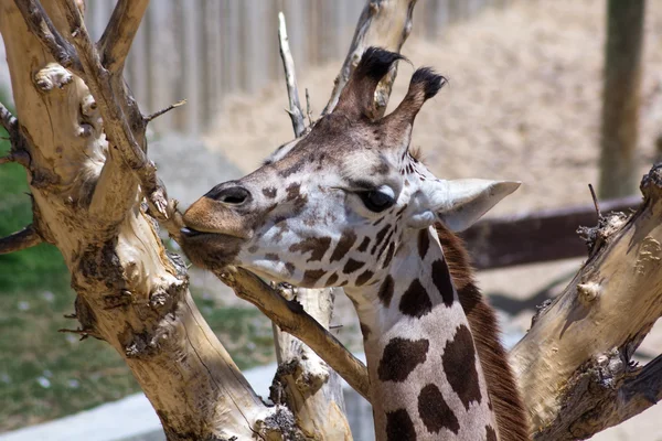 Erwachsene Giraffe knabbert und saugt Baumrinde — Stockfoto