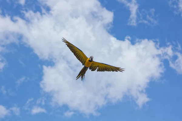 Blue parrots with yellow casing in flight — Stock Photo, Image