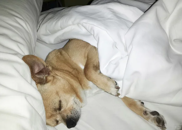 Chihuahua feliz dormindo em uma cama — Fotografia de Stock