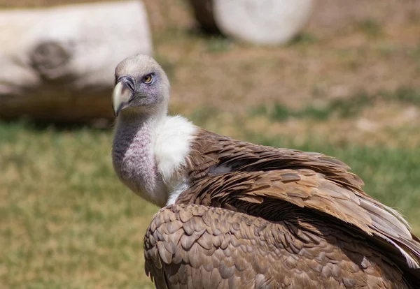 Griffon akbabası (Gyps fulvus) — Stok fotoğraf