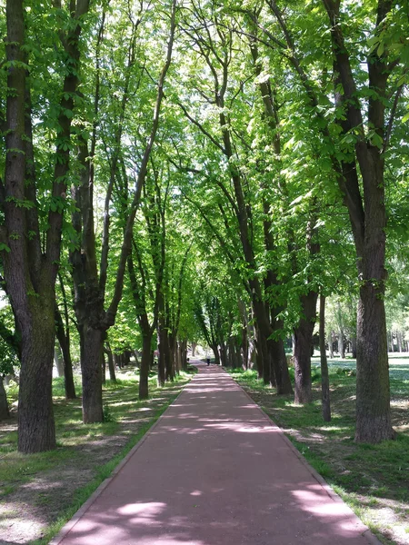 Pavimentazione passeggiata tra grandi alberi — Foto Stock