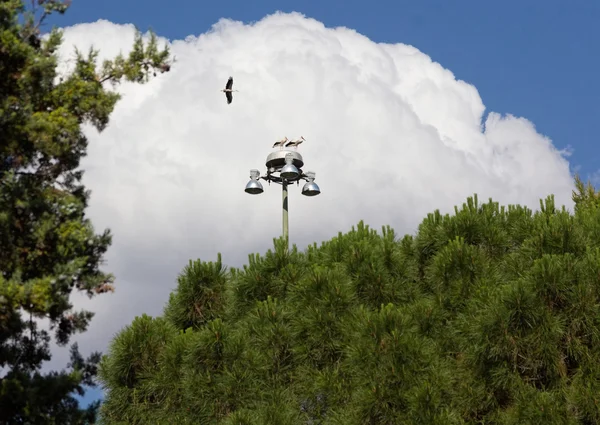 Cicogna che vola sopra gli alberi — Foto Stock