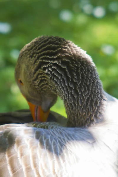 Elegant colorful goose in a garden — Stock Photo, Image