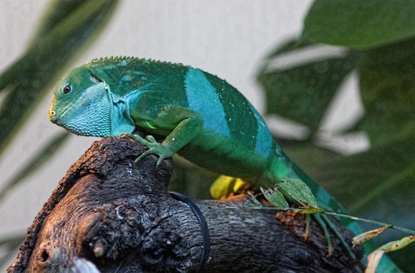 Bonitas áreas de selva de lagartos con tonos verdes —  Fotos de Stock