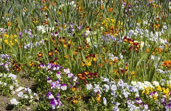 Kleuren achtergrond met bloemen en gras — Stockfoto