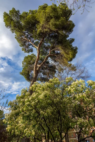 Trær i høst av ulik farge, og blå himmel med skyer – stockfoto