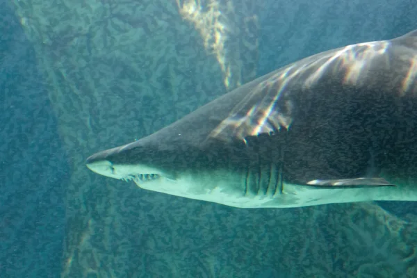 Pericoloso toro squalo mandibola enorme — Foto Stock