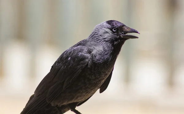 Glanzende zwarte vogel met blauwe ogen — Stockfoto