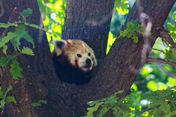 Красная панда, спать на дереве — стоковое фото