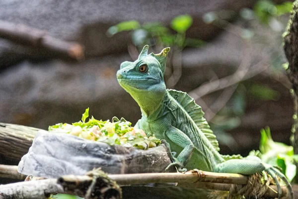 Nice lizard jungle areas with green tones — Stock Photo, Image