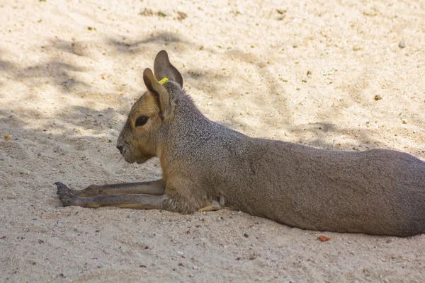 Asian huge size rabbit — Stock Photo, Image