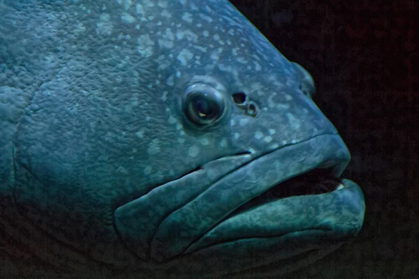 巨大な魚の冷たい水の青みを帯びた — ストック写真