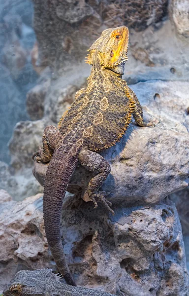 Ödla torra områden — Stockfoto