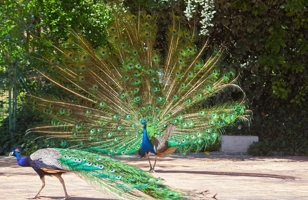 Peacock with colorful tail fanned — Stock Photo, Image