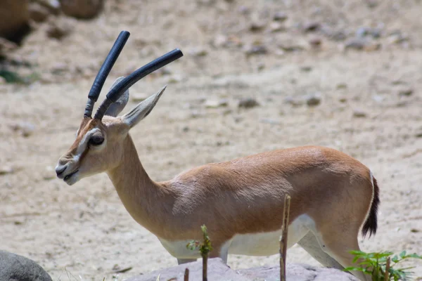 Gazelle walking in the Sun — Stock Photo, Image