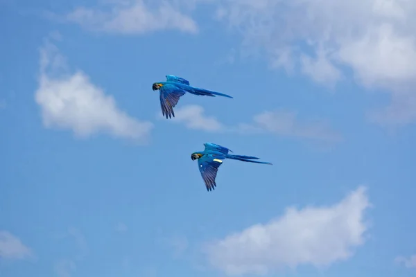 Blue parrots with yellow casing in flight — Stock Photo, Image