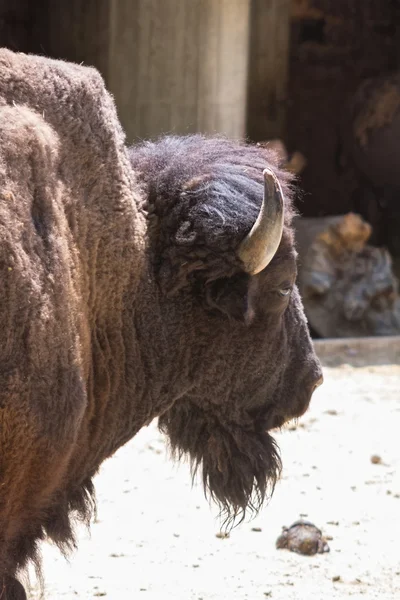 Buffalo americano, in movimento i capelli invernali — Foto Stock