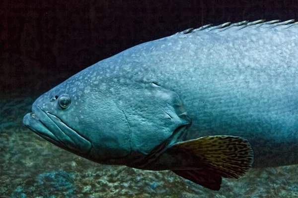 Énorme poisson eau froide bleuâtre — Photo