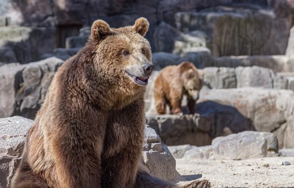 Urso marrom sentado tão engraçado — Fotografia de Stock