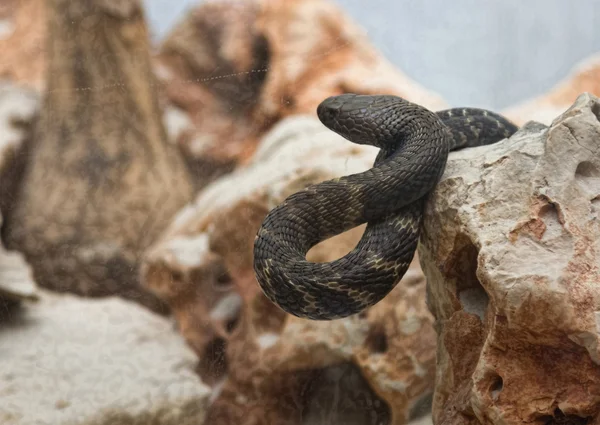 Snake in desert areas — Stock Photo, Image