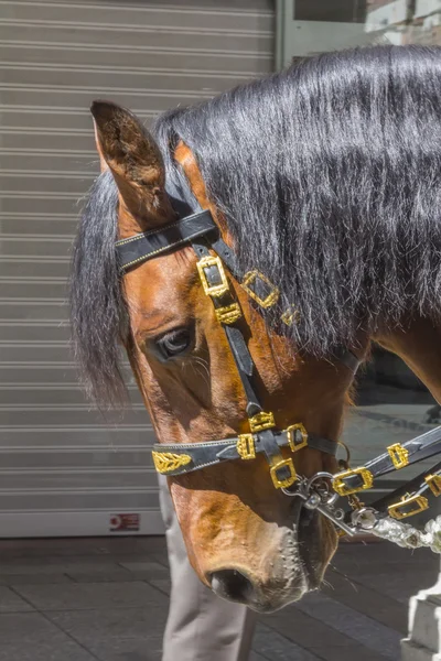 Prächtiges Pferd, mit leuchtend goldenen Insignien — Stockfoto