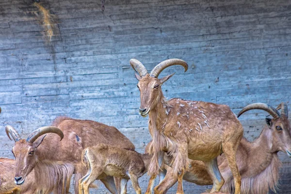 European mountain goats with big horns — Stock Photo, Image