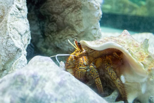 Colorful sea hermit — Stock Photo, Image