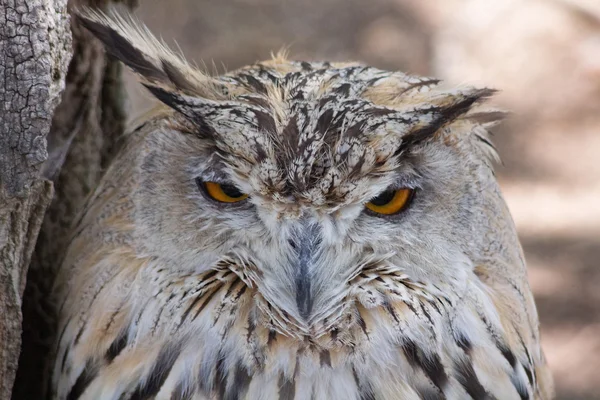 Eagle owl resting — Stock Photo, Image