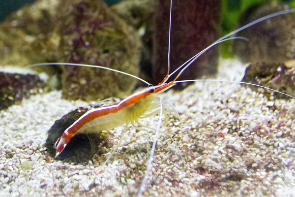 Colorful sea prawn — Stock Photo, Image