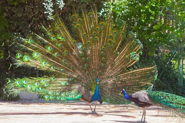Peacock met kleurrijke staart woeien — Stockfoto