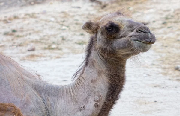 An old camel face — Stock Photo, Image