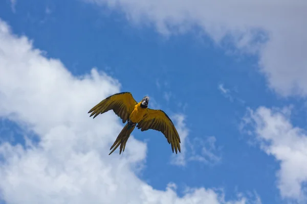 Blå papegojor med gula hölje i flyg — Stockfoto