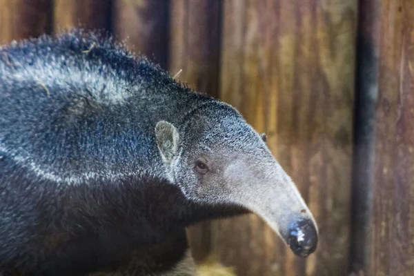 Anteater med lång stam — Stockfoto