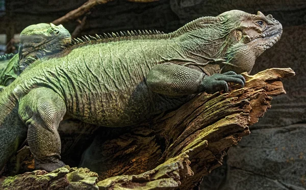 Grand lézard rhinocéros — Photo