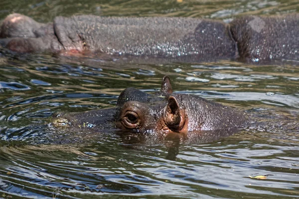 Африканский бегемот отдыхает в воде — стоковое фото