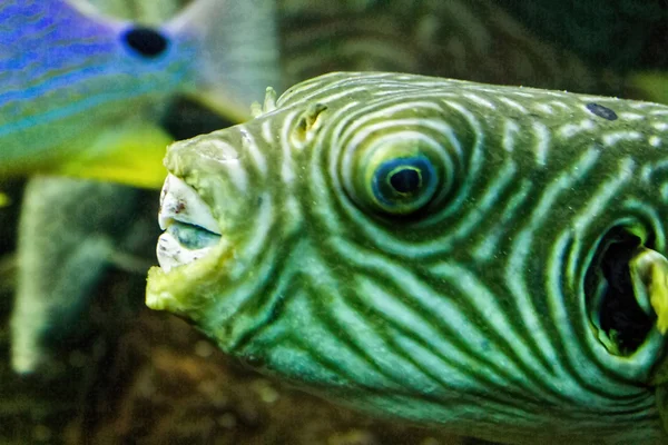 Tropical fish with a loud mouth — Stock Photo, Image