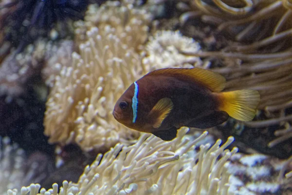 Pesce tropicale piuttosto colorato — Foto Stock