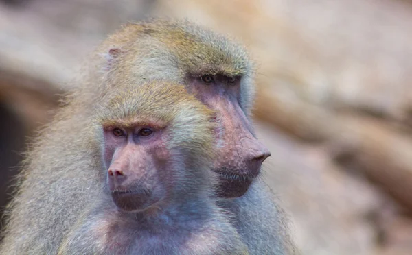 Pareja joven babuinos — Foto de Stock
