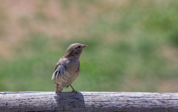 Young female sparrow — Stock Photo, Image