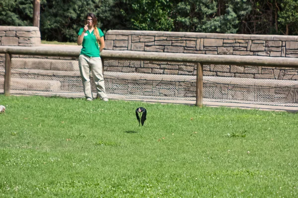 MADRID, SPAIN - JULY 10: exotic birds for training carers July 1 — Stock Photo, Image