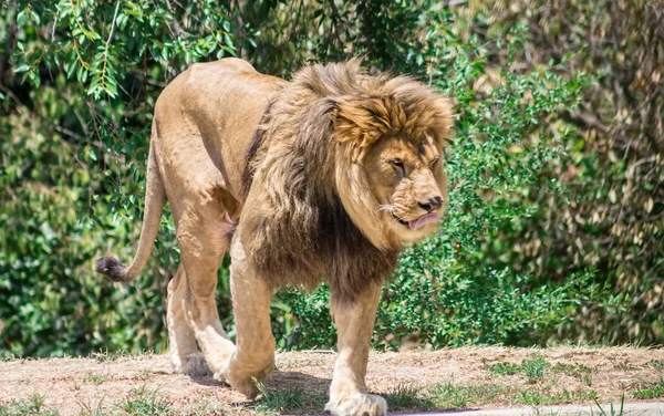 Grote manen Leeuw, zwerven op zoek naar een dam — Stockfoto