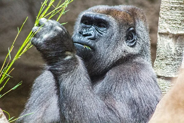 Grauer Rücken Gorilla frisst einen Zweig — Stockfoto