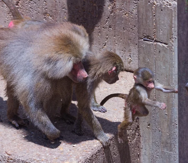 Small baboon jumping — Stock Photo, Image