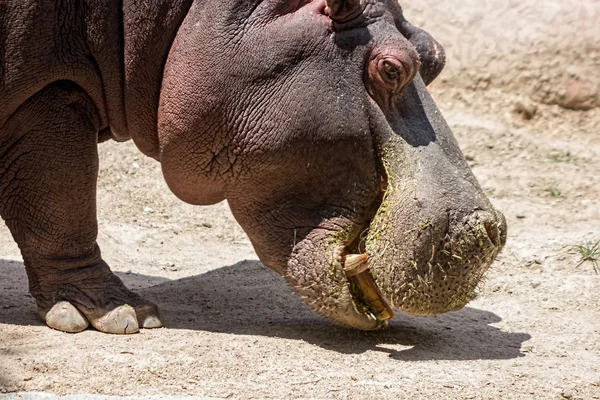 African hippo looking for food — Stock Photo, Image