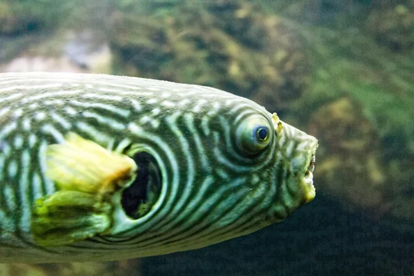 Poissons tropicaux avec une bouche forte — Photo