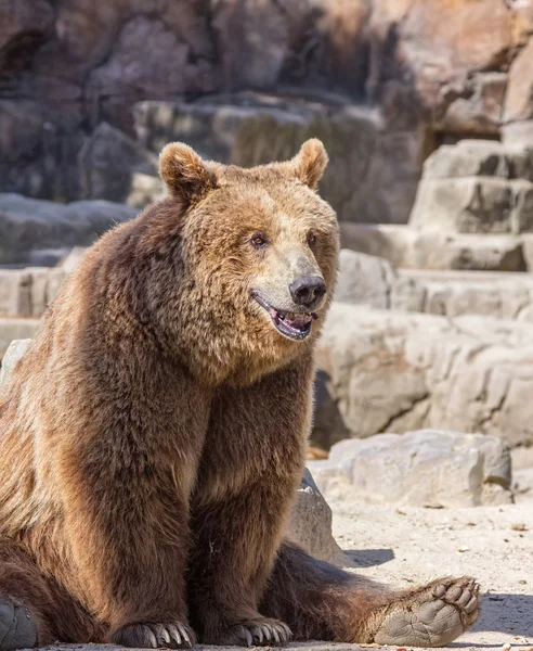 Ours brun assis si drôle — Photo