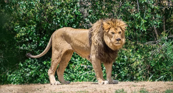 Grote manen Leeuw, zwerven op zoek naar een dam — Stockfoto